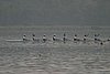 239_3919.jpg