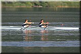 CEC_5021.jpg