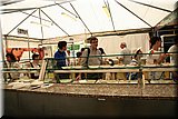 IMG_0979.JPG
